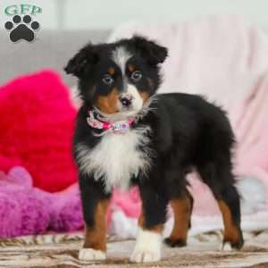 Kelly, Australian Shepherd Puppy