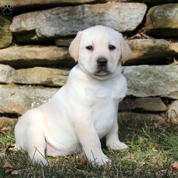 Kelly, Yellow Labrador Retriever Puppy