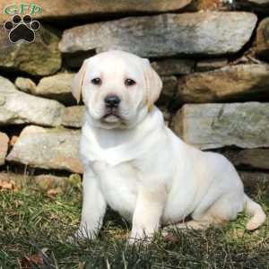 Kelly, Yellow Labrador Retriever Puppy