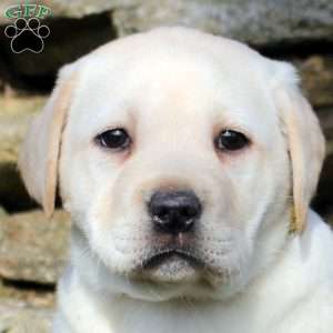 Kelly, Yellow Labrador Retriever Puppy