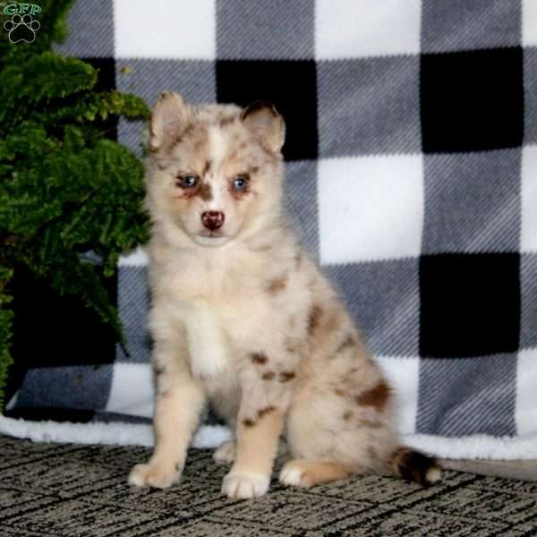 Kelly, Pomsky Puppy