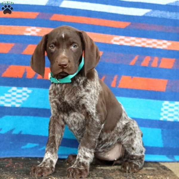 Kelly, German Shorthaired Pointer Puppy