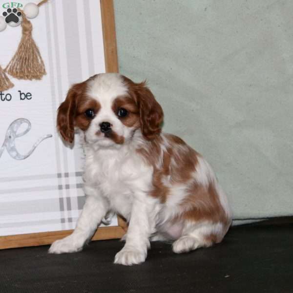 Kelly, Cavalier King Charles Spaniel Puppy
