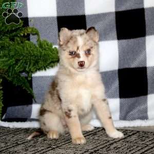 Kelly, Pomsky Puppy