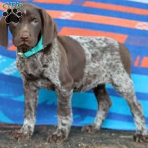 Kelly, German Shorthaired Pointer Puppy