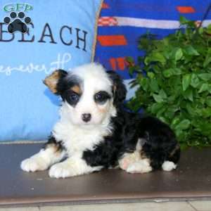 Kelly, Bernedoodle Puppy