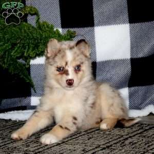 Kelly, Pomsky Puppy