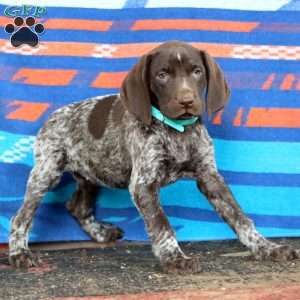 Kelly, German Shorthaired Pointer Puppy