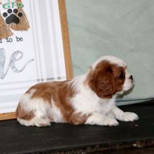 Kelly, Cavalier King Charles Spaniel Puppy