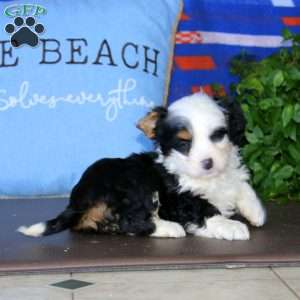 Kelly, Bernedoodle Puppy