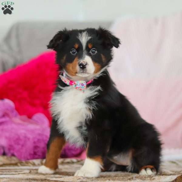 Kelly, Australian Shepherd Puppy