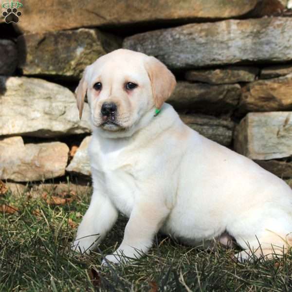 Kendall, Yellow Labrador Retriever Puppy