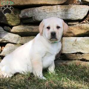 Kendall, Yellow Labrador Retriever Puppy