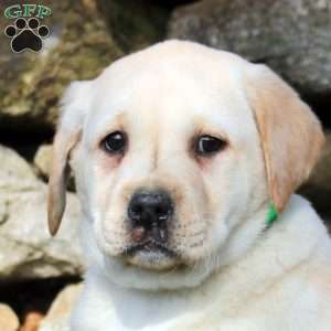 Kendall, Yellow Labrador Retriever Puppy