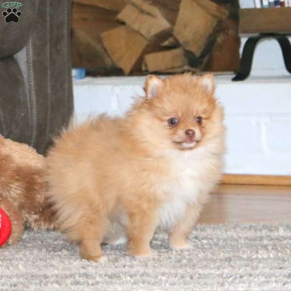 Kendi, Pomeranian Puppy