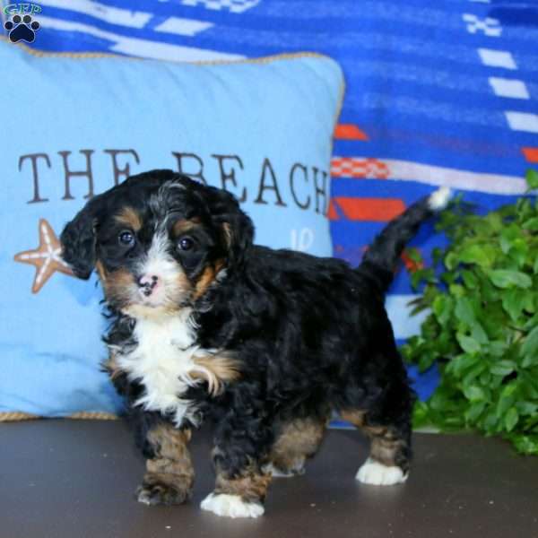 Kendi, Bernedoodle Puppy