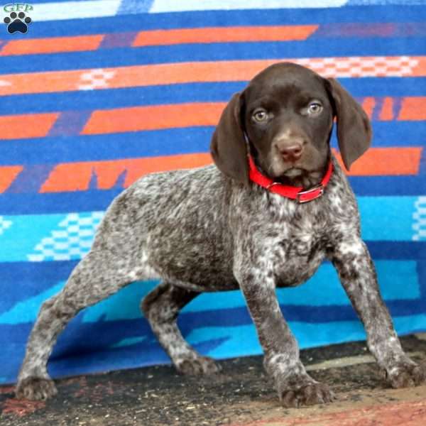 Kendi, German Shorthaired Pointer Puppy