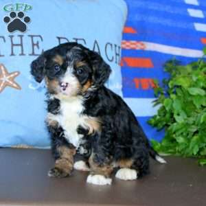 Kendi, Bernedoodle Puppy