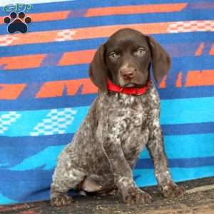 Kendi, German Shorthaired Pointer Puppy