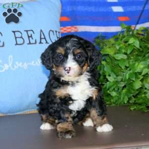 Kendi, Bernedoodle Puppy