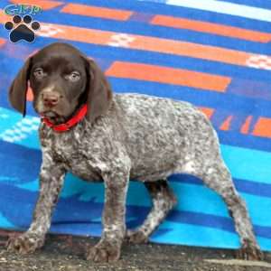 Kendi, German Shorthaired Pointer Puppy