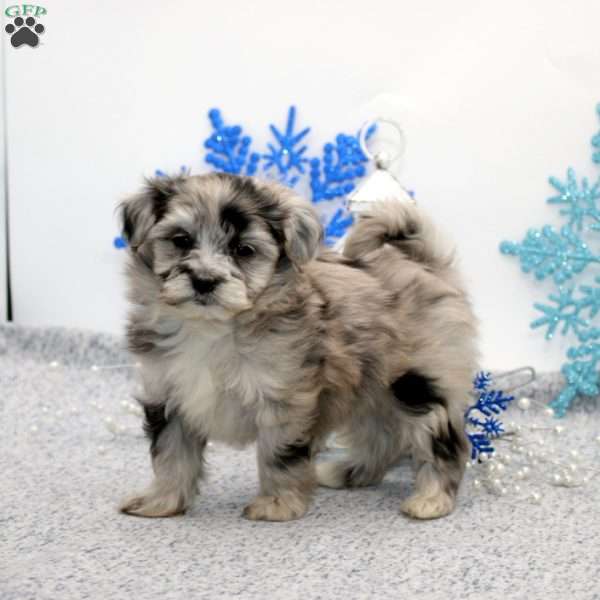 Kendra, Maltipoo Puppy