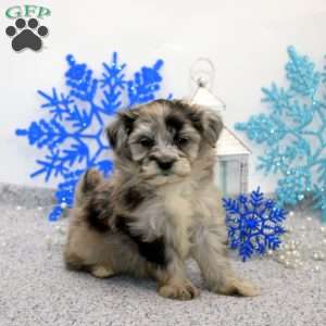 Kendra, Maltipoo Puppy