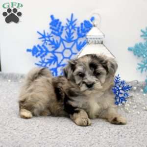 Kendra, Maltipoo Puppy