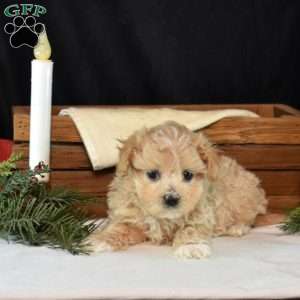 Kenzie, Maltipoo Puppy