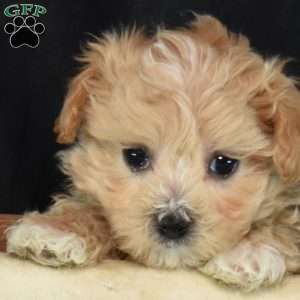 Kenzie, Maltipoo Puppy