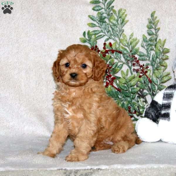 Kervin, Cavapoo Puppy