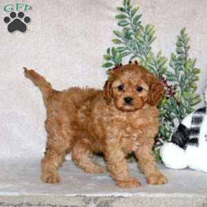Kervin, Cavapoo Puppy