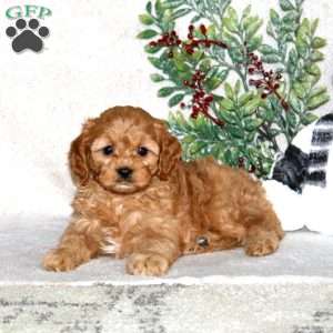 Kervin, Cavapoo Puppy