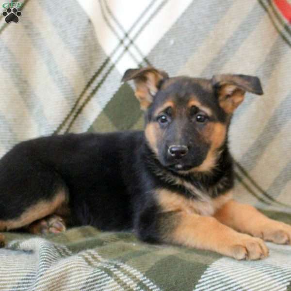 Kesha, German Shepherd Puppy
