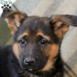 Kesha, German Shepherd Puppy