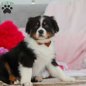 Kevin, Australian Shepherd Puppy