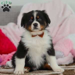 Kevin, Australian Shepherd Puppy