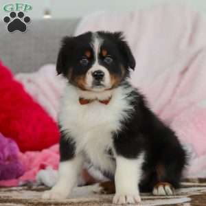 Kevin, Australian Shepherd Puppy