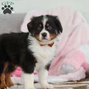 Kevin, Australian Shepherd Puppy