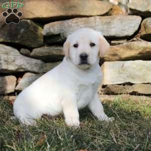 Kevin, Yellow Labrador Retriever Puppy