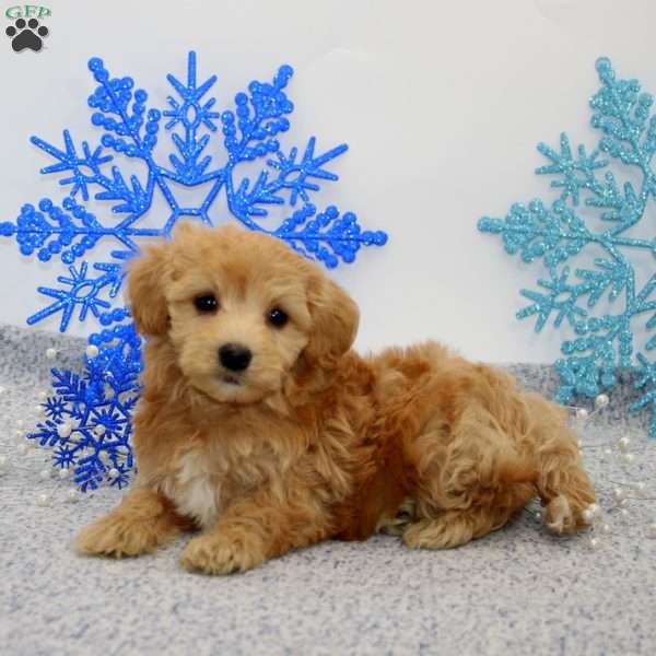 Kevin, Maltipoo Puppy