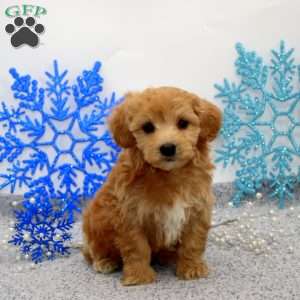 Kevin, Maltipoo Puppy
