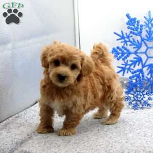 Kevin, Maltipoo Puppy