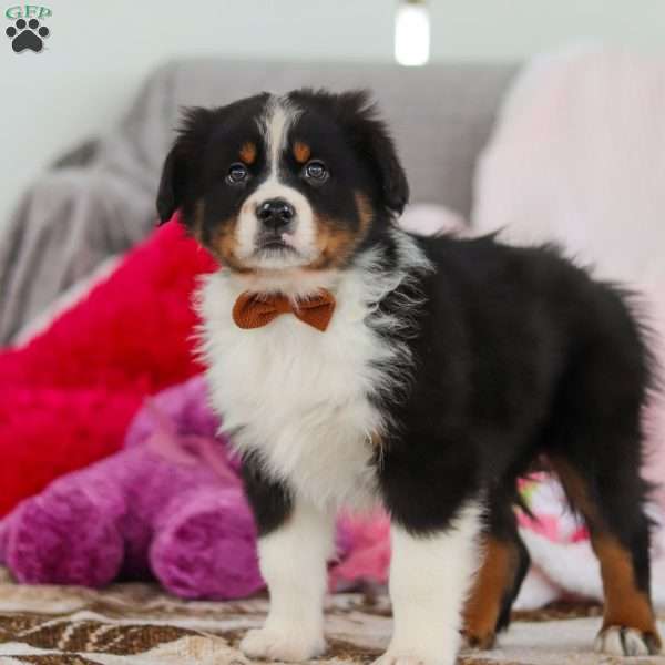 Kevin, Australian Shepherd Puppy