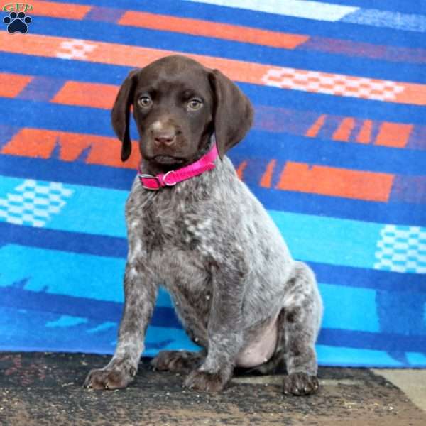 Kia, German Shorthaired Pointer Puppy