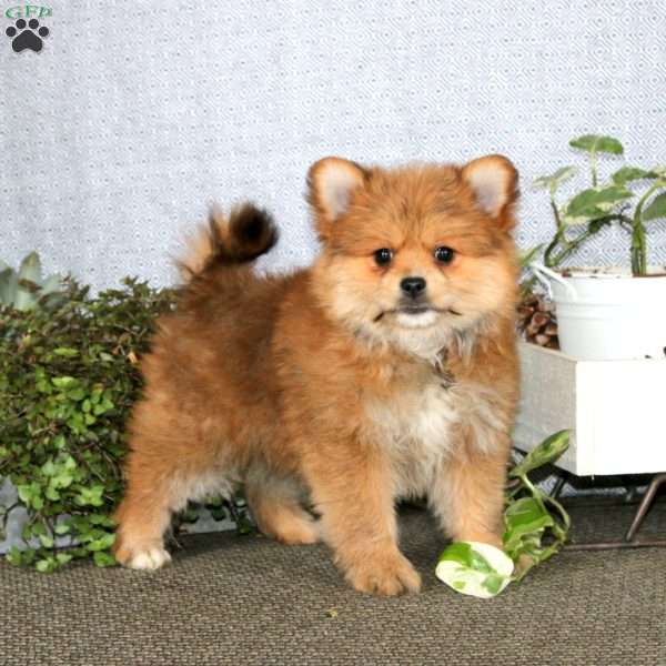 Kia, Yorkie Mix Puppy