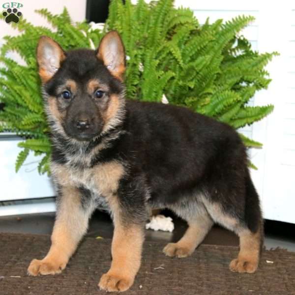 Kia, German Shepherd Puppy