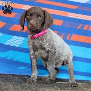 Kia, German Shorthaired Pointer Puppy