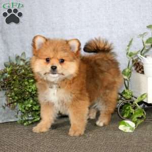 Kia, Yorkie Mix Puppy