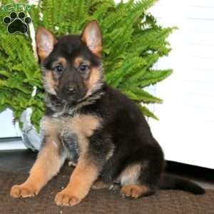 Kia, German Shepherd Puppy